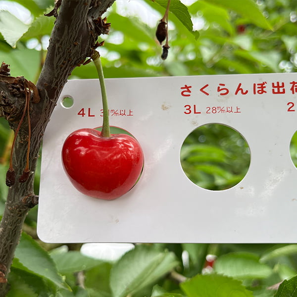 紅秀峰2Lサイズ バラ1キロ　さくらんぼ 紅秀峰 秀撰」2L玉1kgばら詰め｜山形のさくらんぼ通販なら「佐藤