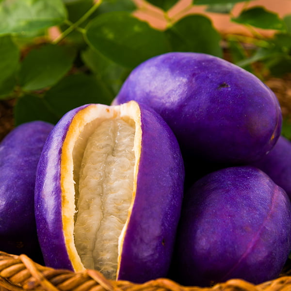 あけび 214-00100sq2.jpg?t=20241008094604