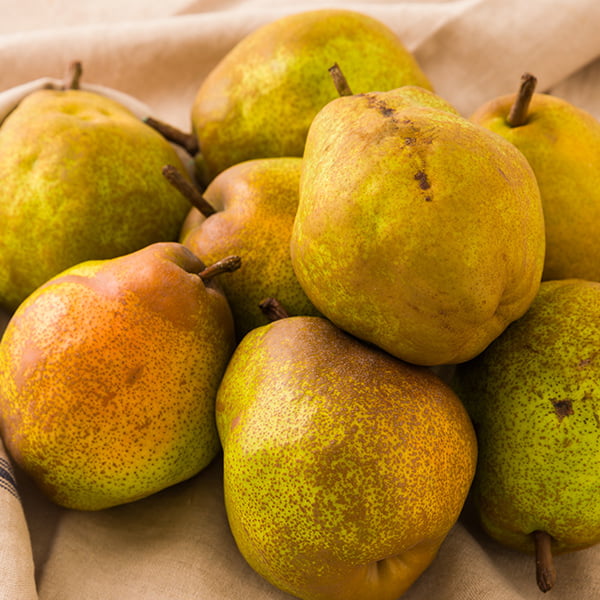 里見果樹園／《訳あり》ラ・フランス約5kg(玉数おまかせ)