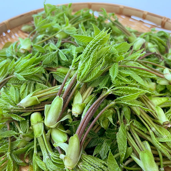 朝穫り山菜 こしあぶら約200g