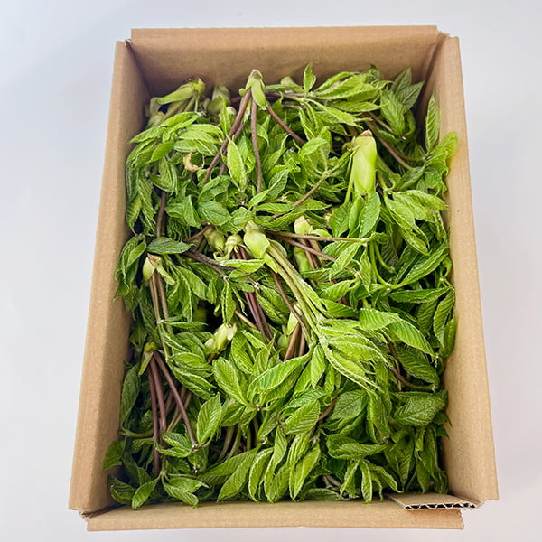 朝穫り山菜 こしあぶら約200g