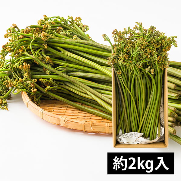 わらび 朝採れ 7kg 山形県月山山麓産② 782742f3a7e2a85d8a798161de329e