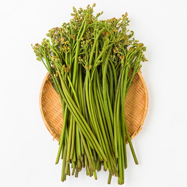 朝穫り山菜 わらび約2kg