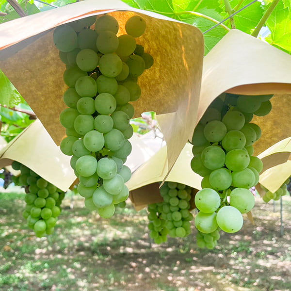 山道農園のぶどうハニーシードレス約2kg(5房前後)