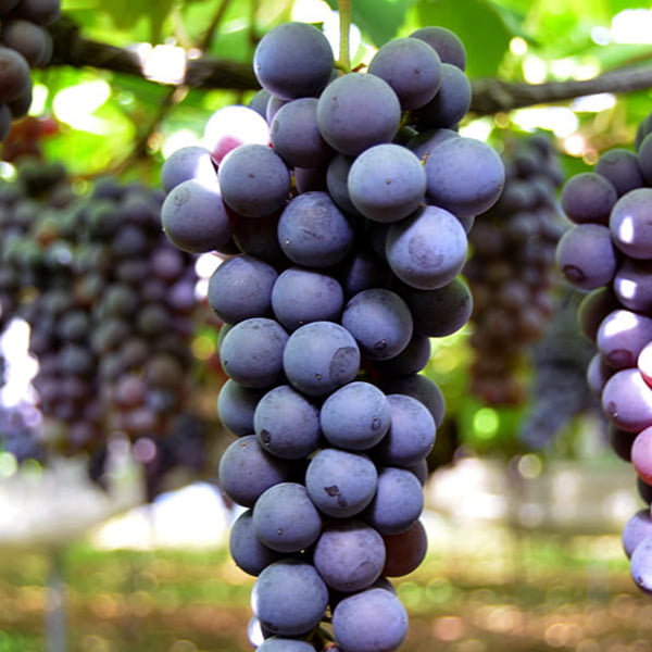 山道農園のぶどう甘美スチューベン約2kg(7房前後)