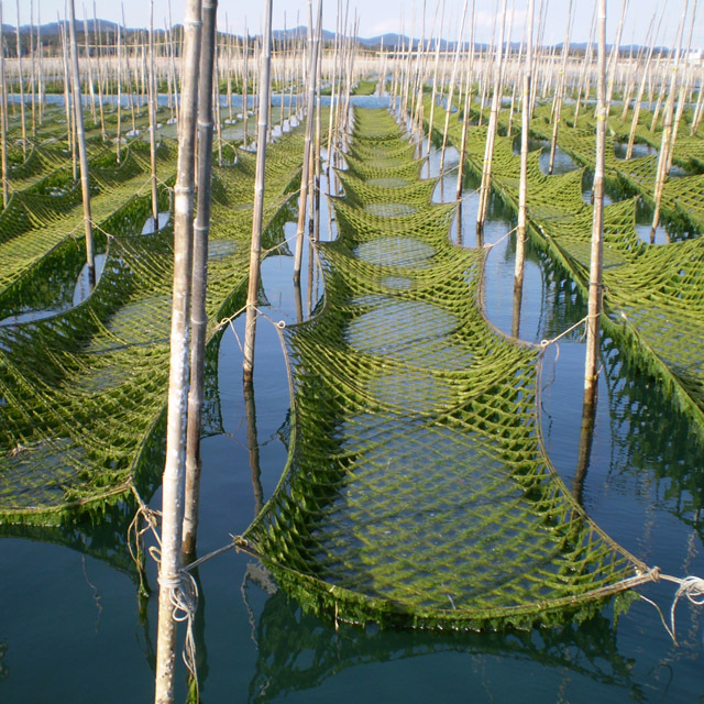 送料無料！】お得なまとめ買い 特選磯じまん4本セット | 美味（うまい