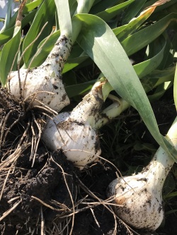 滋賀県産ジャンボにんにく1kg栽培期間中農薬化学肥料不使用 産まれたて