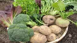 野菜セットイメージ写真