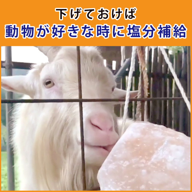 家畜用ヒマラヤ岩塩