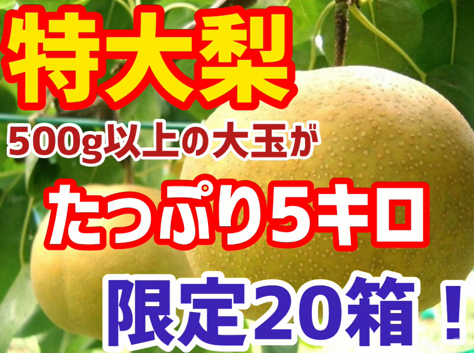 ※特大サイズ【梨の王様】幸水（こうすい） シャリシャリ感がたまらない！ ５キロ1箱（8～10個入り）