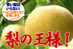 【梨の王様】幸水（こうすい） シャリシャリ感がたまらない！ ３キロ1箱（6～8個入り）