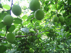 和歌山県紀州南高梅の青梅