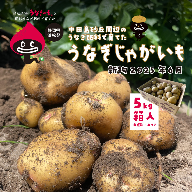 ＜今季は販売終了＞新提案！畑から直送で美味しくてお買い得なジャガイモをご提供します　うなぎじゃがいも5kg箱入【常温配送】　【1梱包2箱まで】　