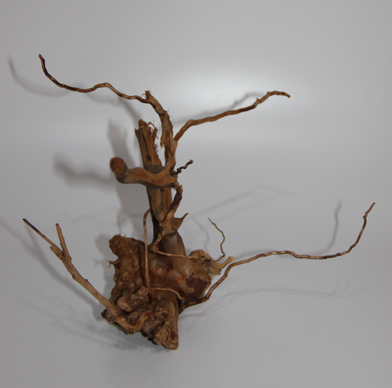 ブランチ・ウッド