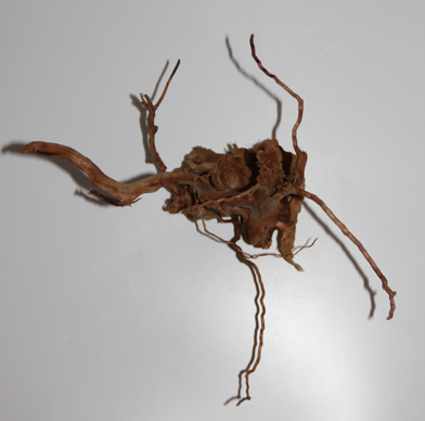 ブランチ・ウッド