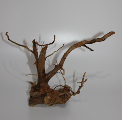 ブランチ・ウッド