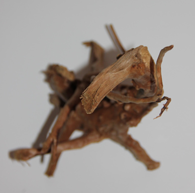 ブランチ・ウッド