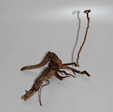 ブランチ・ウッド