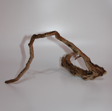 ブランチ・ウッド