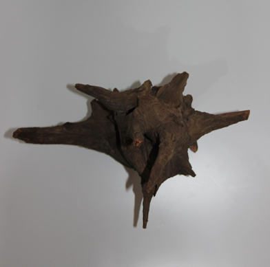 ホーン・ウッド・切株