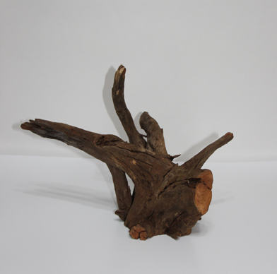 ホーン・ウッド・切株