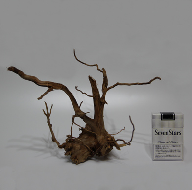 ブランチ・ウッド