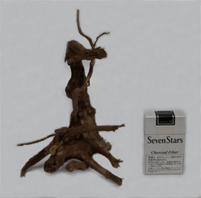 ブランチ・ウッド