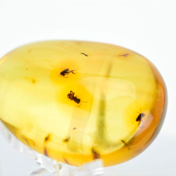 虫入り 琥珀 アンバー コパル Amber Copal ヤングアンバー 天然樹脂 コロンビア産 タンブル