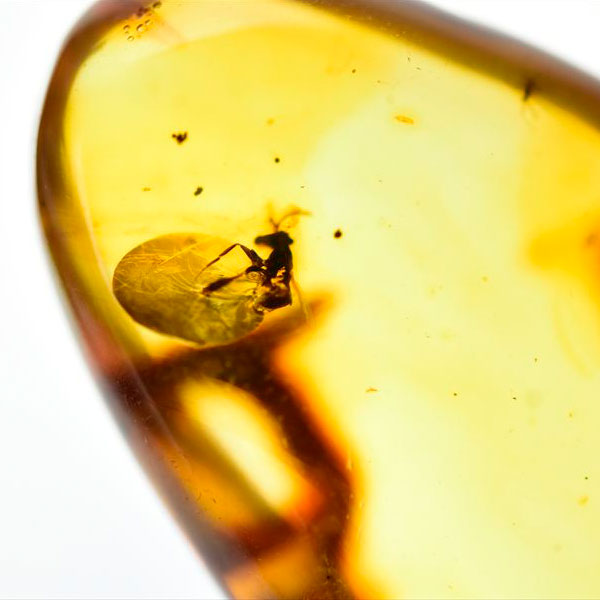虫入り 琥珀 アンバー コパル Amber Copal ヤングアンバー 天然樹脂 コロンビア産 タンブル