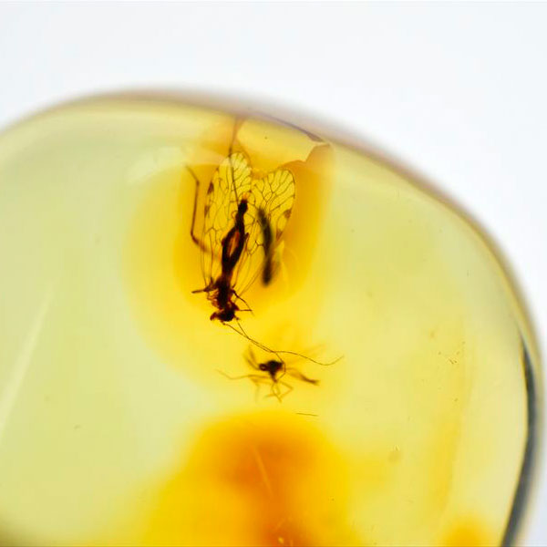 虫入り 琥珀 アンバー コパル Amber Copal ヤングアンバー 天然樹脂 コロンビア産 タンブル