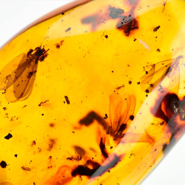 虫入り 琥珀 アンバー コパル Amber Copal ヤングアンバー 天然樹脂 コロンビア産 タンブル