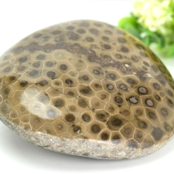 ペトスキーストーン　petoskey　フォッシルコーラル　珊瑚　化石　ミシガン州　天然石　パワーストーン