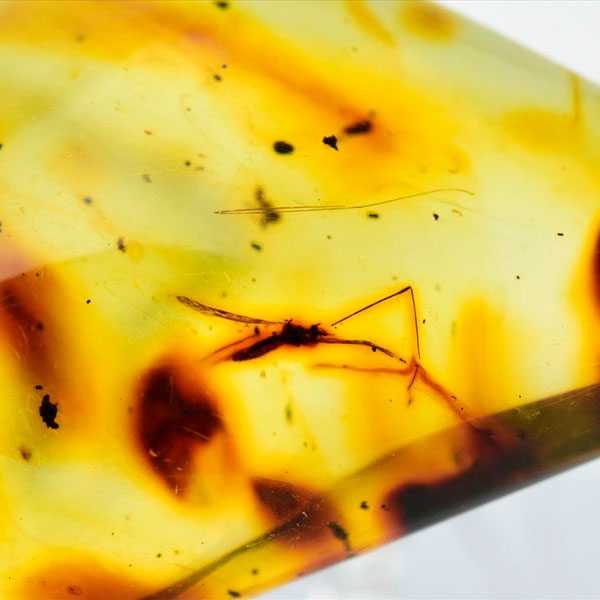 虫入り 琥珀 アンバー コパル Amber Copal ヤングアンバー 天然樹脂 コロンビア産 タンブル