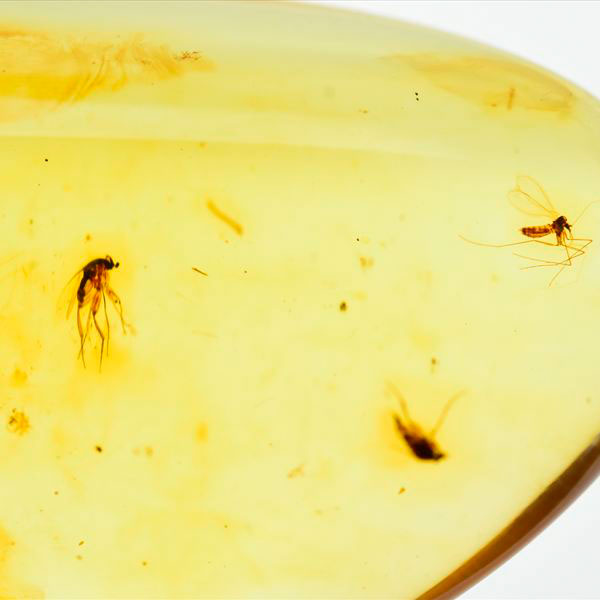 虫入り 琥珀 アンバー コパル Amber Copal ヤングアンバー 天然樹脂 コロンビア産 タンブル