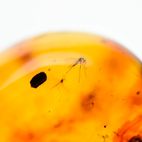 虫入り 琥珀 アンバー コパル Amber Copal ヤングアンバー 天然樹脂 コロンビア産 タンブル