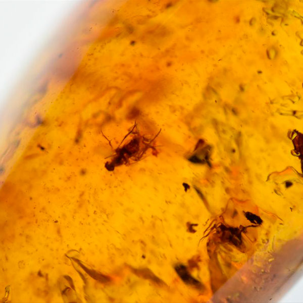 虫入り 琥珀 アンバー コパル Amber Copal ヤングアンバー 天然樹脂 コロンビア産 タンブル