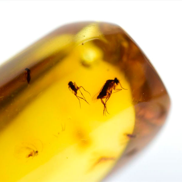 虫入り 琥珀 アンバー コパル Amber Copal ヤングアンバー 天然樹脂 コロンビア産 タンブル