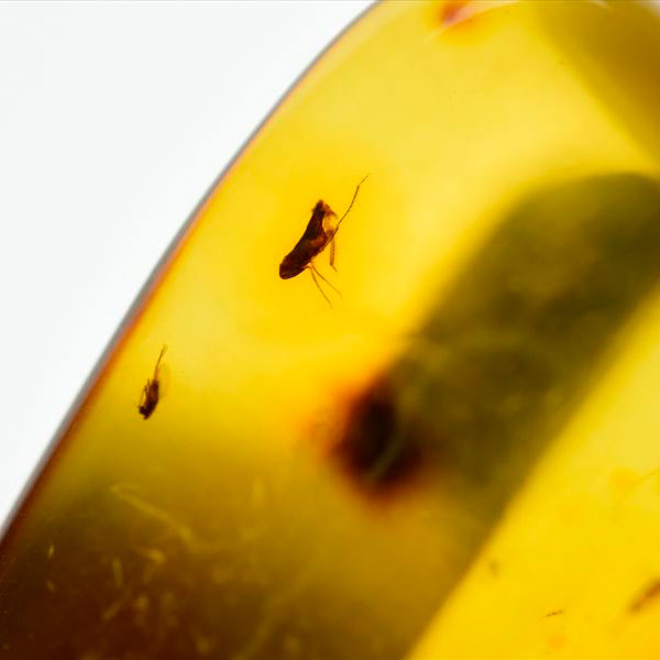 虫入り 琥珀 アンバー コパル Amber Copal ヤングアンバー 天然樹脂 コロンビア産 タンブル