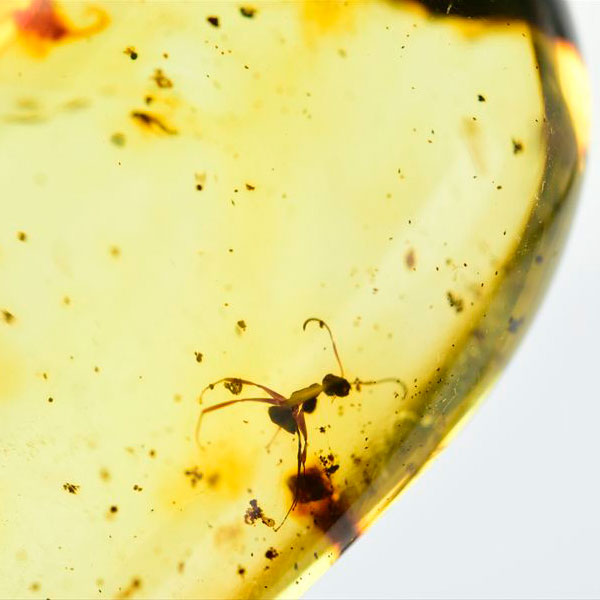 虫入り 琥珀 アンバー コパル Amber Copal ヤングアンバー 天然樹脂 コロンビア産 タンブル