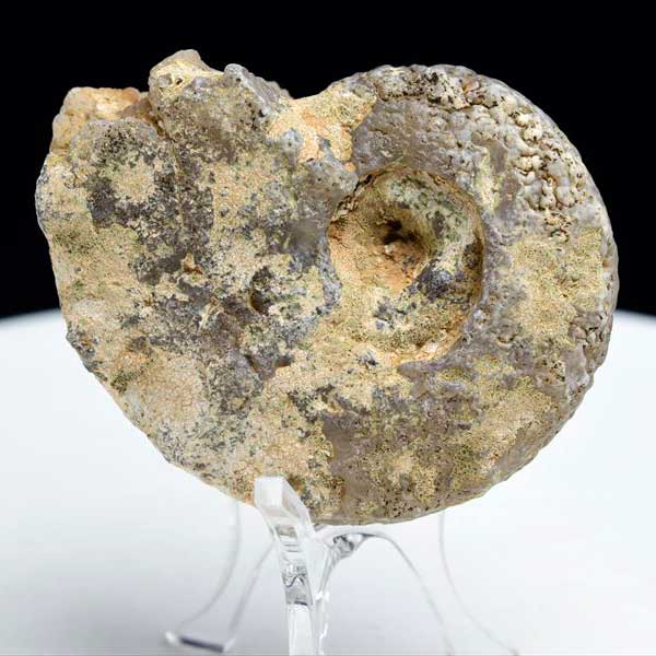 モロッコ産　アンモナイト　化石　方解石化　カルサイト化　Ammonite　アップストーンオンビル