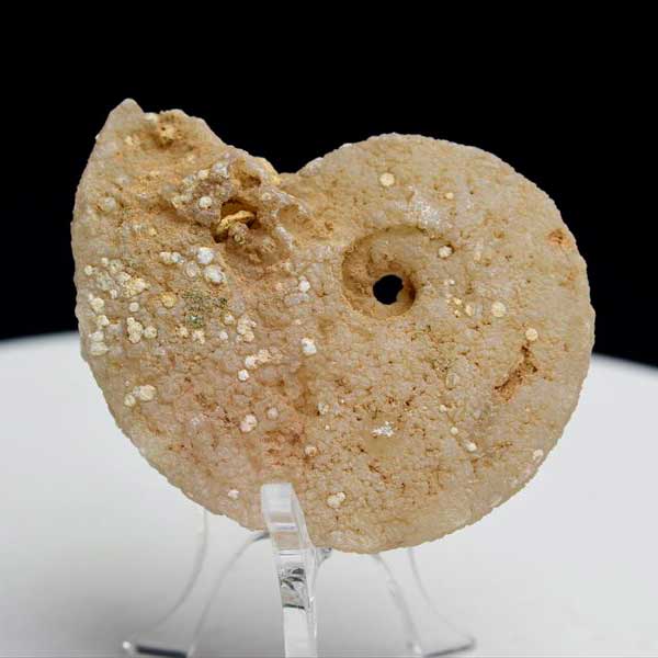 モロッコ産　アンモナイト　化石　方解石化　カルサイト化　Ammonite　アップストーンオンビル