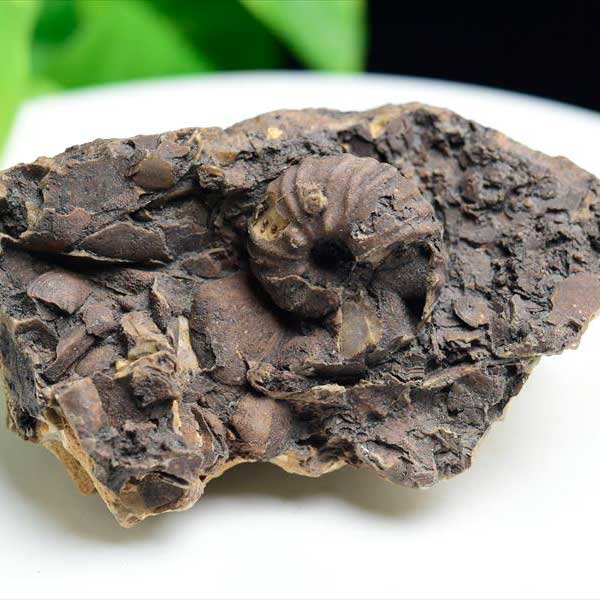 モロッコ産　アンモナイト　化石　方解石化　瑪瑙化　メノウ化　カルサイト化　Ammonite　アップストーンオンビル