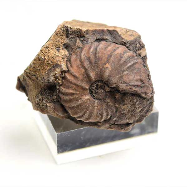 モロッコ産　アンモナイト　化石　方解石化　瑪瑙化　メノウ化　カルサイト化　Ammonite　アップストーンオンビル