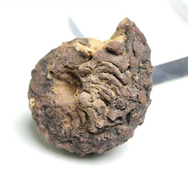 モロッコ産　アンモナイト　化石　方解石化　瑪瑙化　メノウ化　カルサイト化　Ammonite　アップストーンオンビル