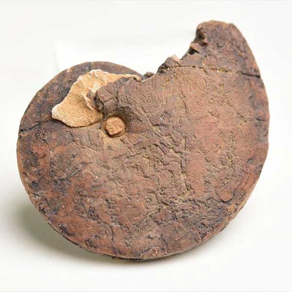 モロッコ産　アンモナイト　化石　方解石化　瑪瑙化　メノウ化　カルサイト化　Ammonite　アップストーンオンビル