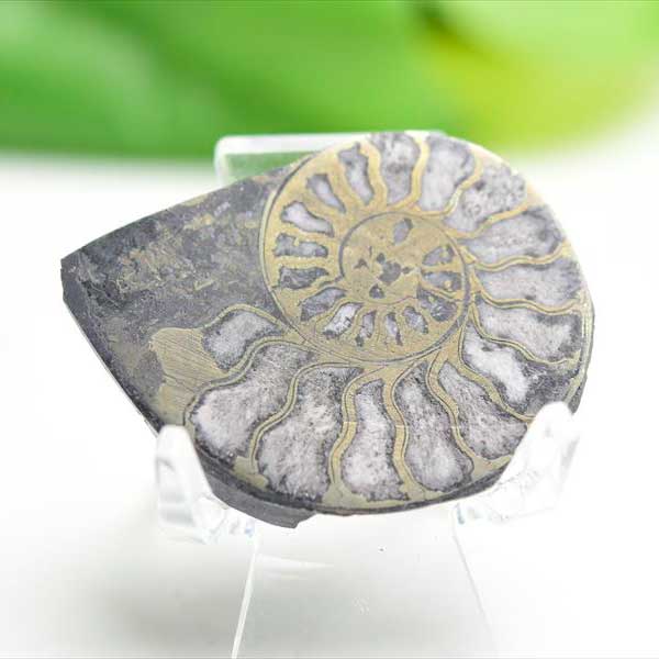 モロッコ産　アンモナイト　スライス　黄鉄鉱化　銅化　Ammonite　アップストーンオンビル