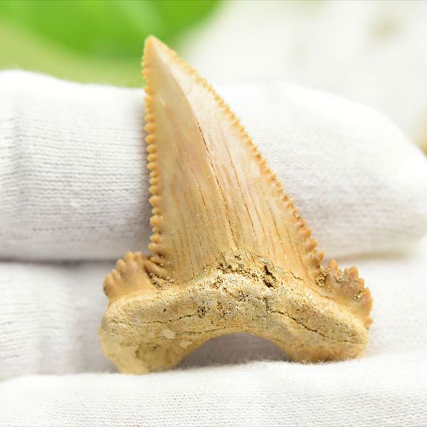 ホホジロザメ　ジョーズ　Carcharodon　Carcharias　鮫　歯　牙　化石　モロッコ産　フォッシル　サメの歯