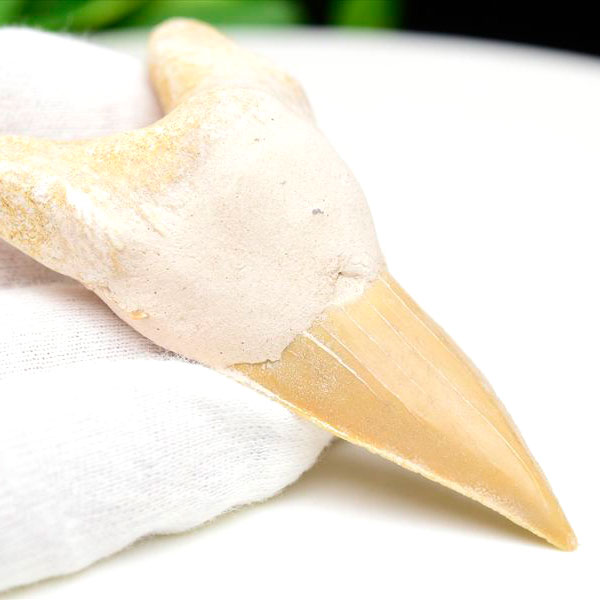 サメの歯　オトドゥス　ホホジロザメ　鮫　歯　牙　化石　モロッコ産　フォッシル　