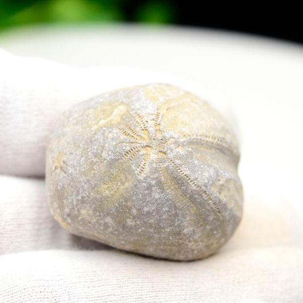 ウニ　化石　モロッコ産　ブンブク　ハートウニ　棘皮　花模様　フォッシル　うにの化石