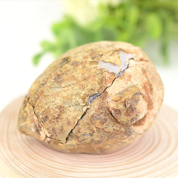 三葉虫 ノジュール コンクリーション 化石 Trilobite 割る前 発掘体験 モロッコ産